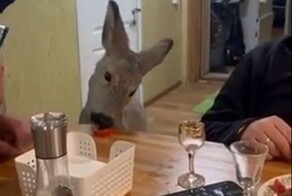 Охотники принесли домой добычу