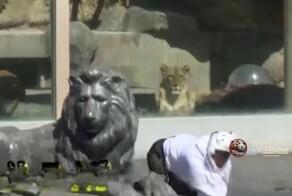 Актер исполнил роль тигра во время учений в японском зоопарке