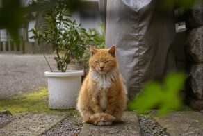 Котики, которые смогли познать дзен