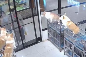 Синхронная радость