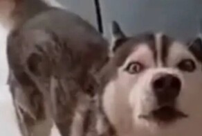 Король драмы: разговорчивый и крикливый хаски