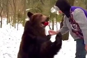 Сладкий подарок для медведя