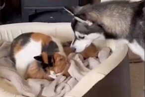 Милая история одной девушки из США: собака внезапно стала защитником котят