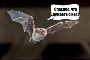 Несколько миллионов евро потратят в немецкой Баварии на мост для летучих мышей
