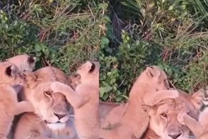 Терпеливая львица и её непоседливые дети