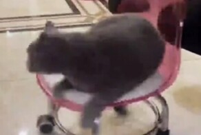 Кот не прошёл проверку вестибулярного аппарата