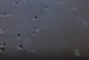 Кот оставил след в истории