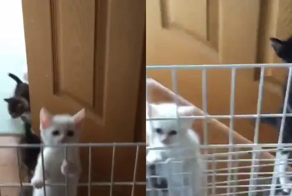 Нашествие проворных котят