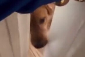 Собака не хочет, чтобы хозяйка уходила на работу