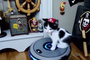 Котёнок-пират катается на пылесосе