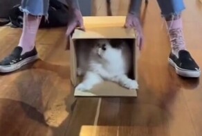 Кот не хочет выходить из зоны комфорта