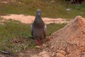 Лёгкий способ поймать голубя