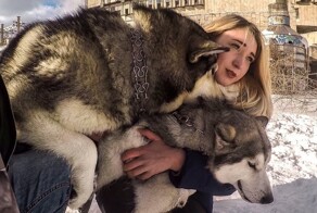 В Канаде ДНК-тест показал, что женщина нечистокровная собака