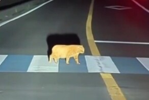 Кот, который не привык спешить