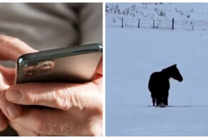 Пенсионера развели на 5,5 млн рублей с помощью вирусного видео "куда идет лошадь"