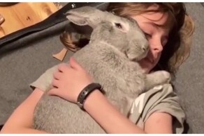 Гигантский кролик отдыхает со своей хозяйкой