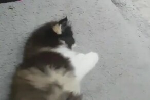 Сонный котёнок не хочет вставать