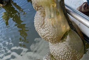 Из озера в Оклахоме вытащили странного вида «инопланетные яйца»