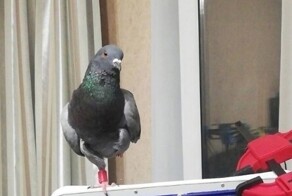 В Омске разыскивают ручного голубя по кличке Сибас