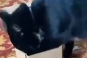 Кот пытается залезть в маленькую коробку