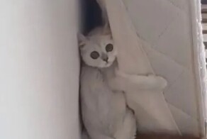 Кот спрятался от пылесоса хозяйки