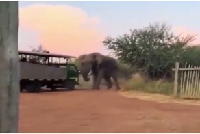 Слон напугал туристов