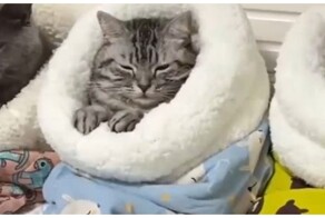 Специальные спальные мешки для котиков