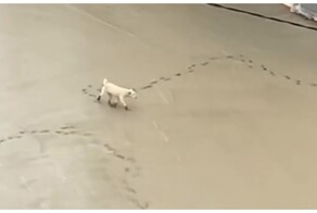 Пёс насолил рабочим