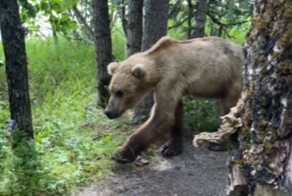 Турист повстречался с медведем возле своей палатки