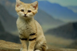 Пушистые дети пустыни (11 фото)