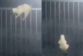 Пушистый ниндзя на задании