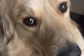 Пёс был пойман с поличным