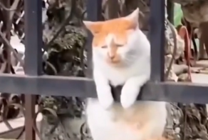 Зимняя депрессия сменилась весенней тоской