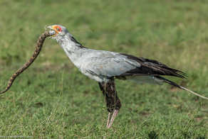 Эту птицу боится даже чёрная мамба. Гроза африканских змей