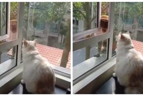 Кошка не позволила обезьяне  залезть в дом