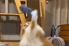 Кот недооценил угрозу
