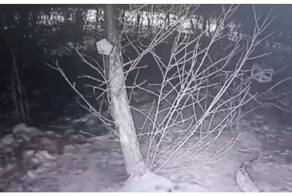 Таинственный похититель свиного жира в Забайкалье попал на видео