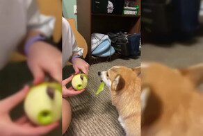 Измельчитель отходов: на видео сняли корги, обожающего яблочные очистки