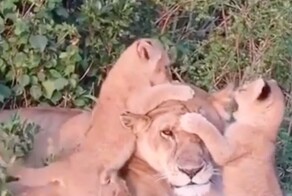 Обычный день многодетной мамы