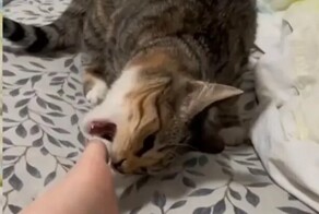 Кот почти поддался соблазну