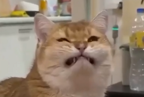 Питомец пытается сохранить позитивный настрой