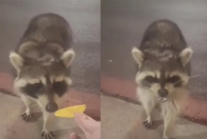 Енот оказался не в восторге от чипсов