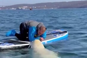 Общительные белухи у побережья Токаревского маяка во Владивостоке