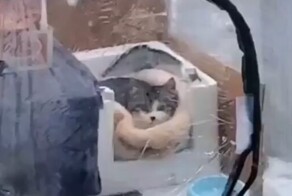 Уютное убежище бездомного кота