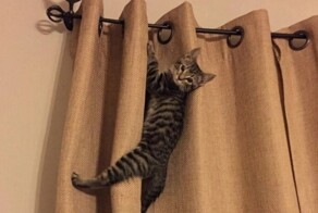 Неочевидная функция штор