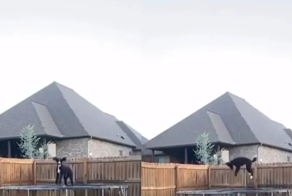 Пёс хорошо проводит время на батуте