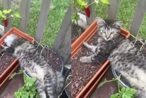 Пушистый садовод выбился из сил