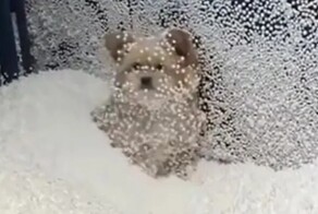 Шкодливые псы как следует повеселились в комнате