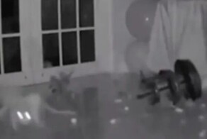 Кот зацепился за скатерть и навёл суеты