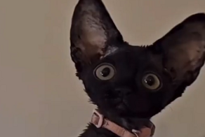 Девон-рекс: очаровательная ушастая порода кошек